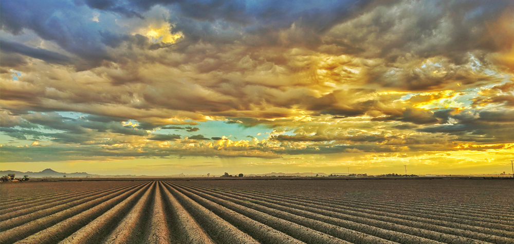 landscape view of crops at sunset or sunrise