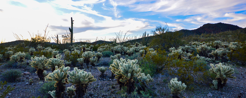 photo of Arizona desert, cactus, University of Arizona