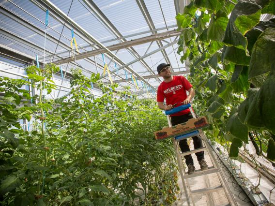 student inside indoor greenhouse, University of Arizona, Tucson