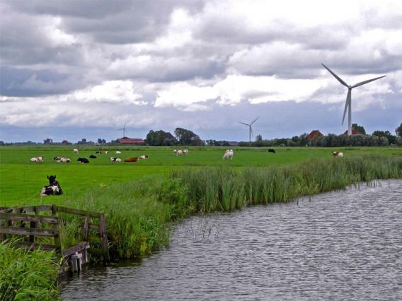 view of the Netherlands with cows and windmills view of the Netherlands, cows, windmills