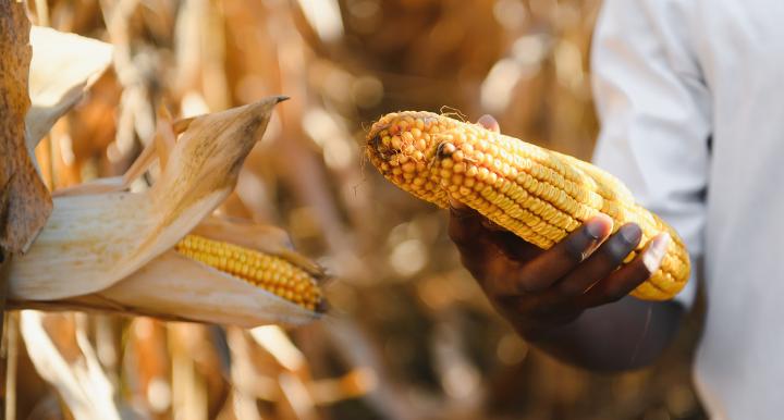 Man holding corn